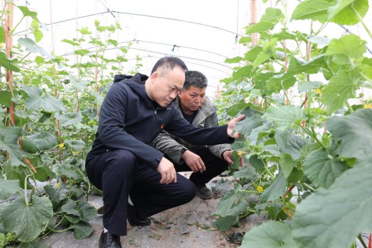 孟菲斯香烟_孟菲斯颜色_孟菲斯香烟价格