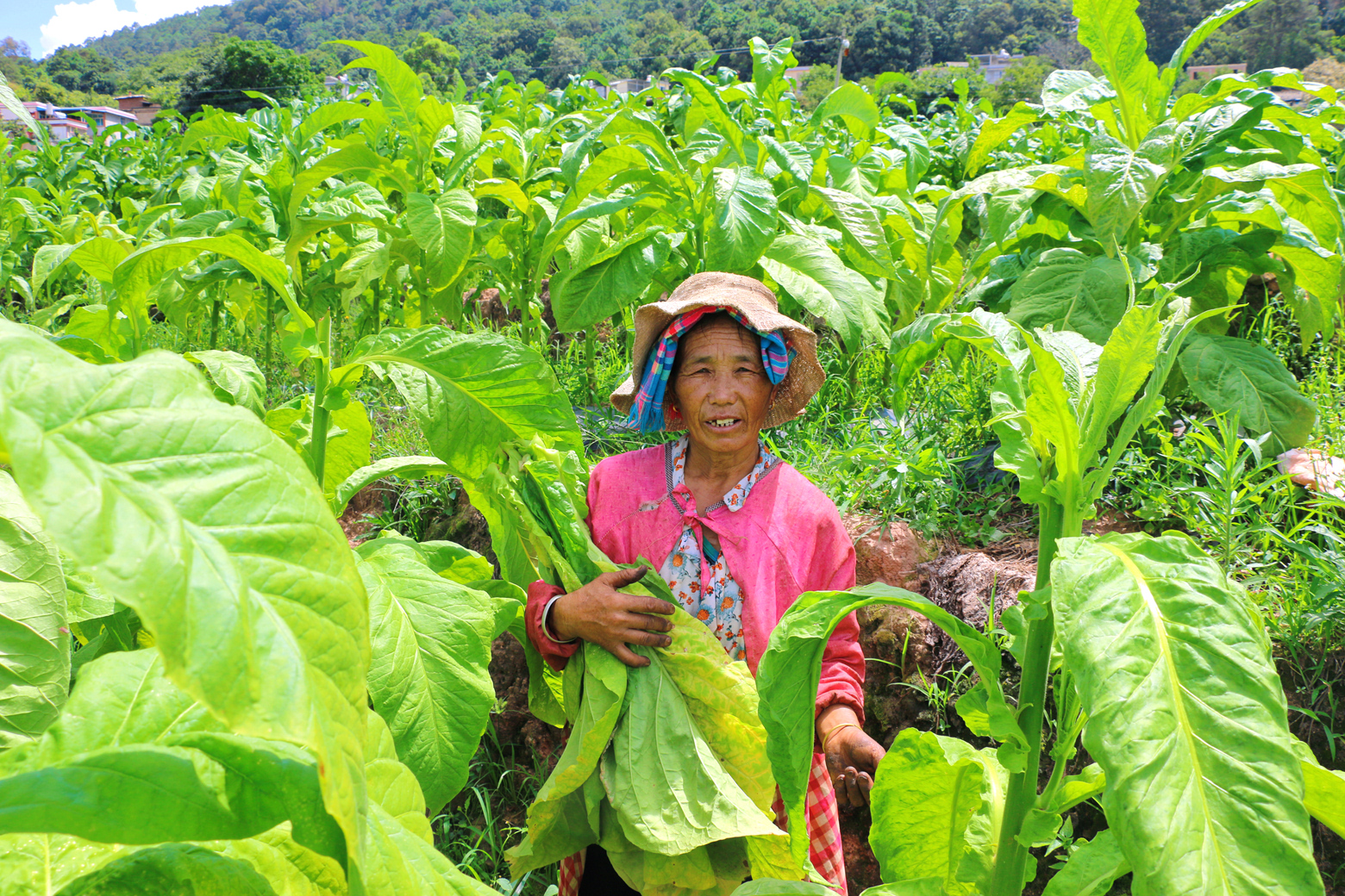 玉溪烟口感最好的是哪一款？初心、软、硬境界备受推荐