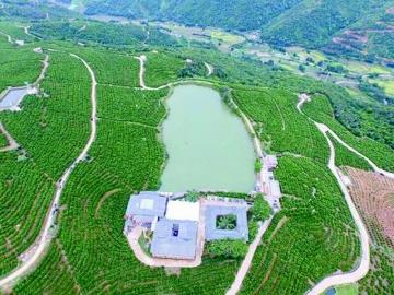 红梅香烟_香烟红梅多少钱一包_香烟红梅王价格