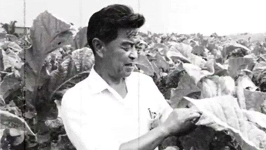 香烟红梅多少钱一包_红梅香烟_香烟红梅王价格