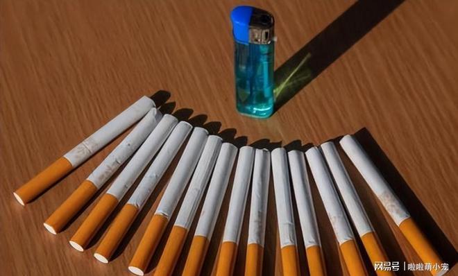 林海灵芝香烟_林海灵芝香烟多少钱一包_林海灵芝牌香烟