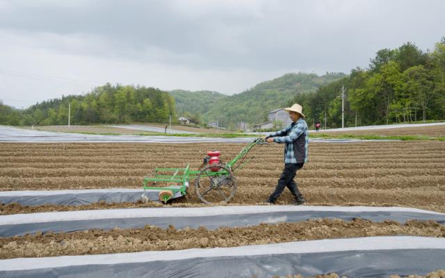 免税正品烟代购网沉鱼落雁：低价便捷背后的风险揭秘