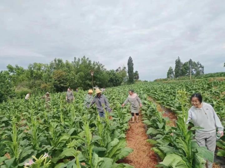 长征香烟多少钱一盒_长征香烟_长征香烟价格及图片