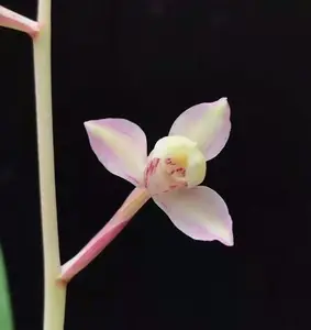 香烟红梅王_香烟红梅多少一包_红梅香烟