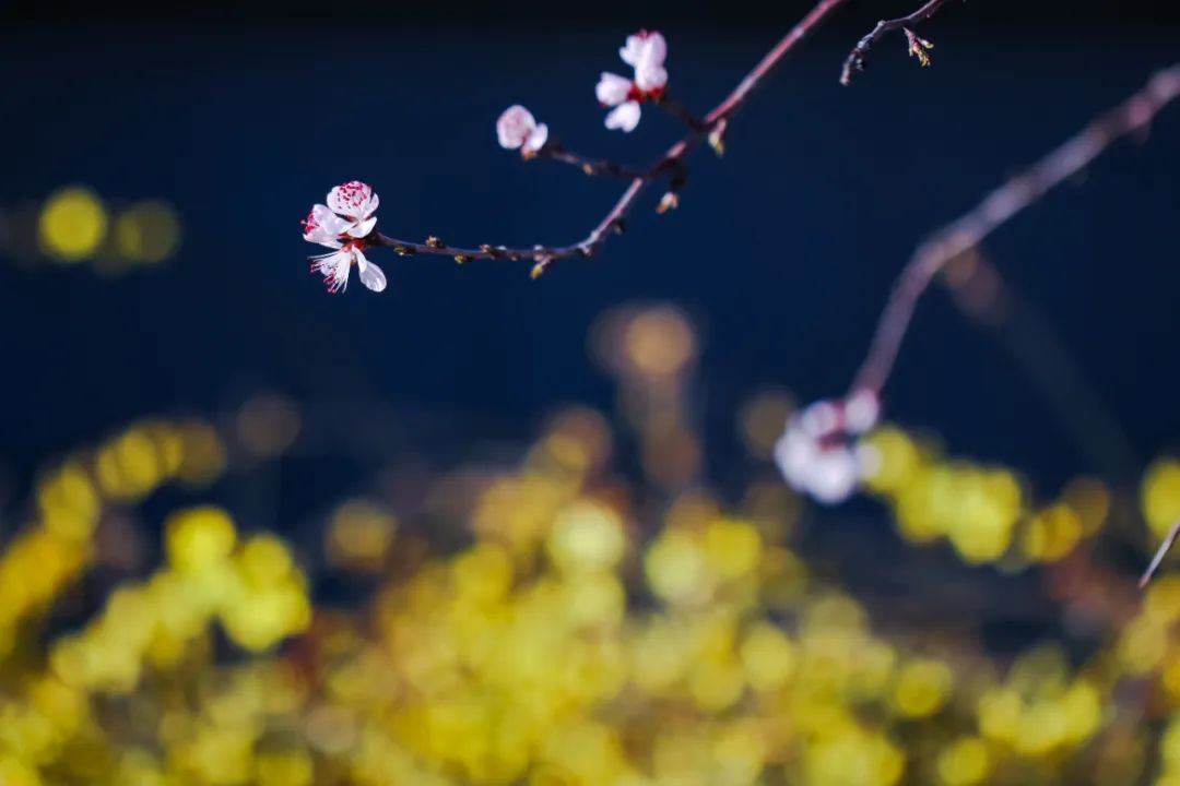 花的学校_一枝花_花开了花谢了