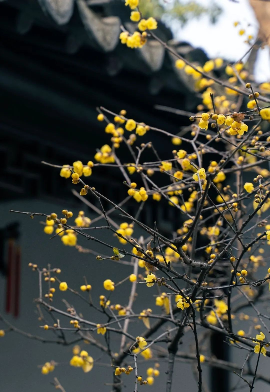花开了花谢了_花的学校_一枝花