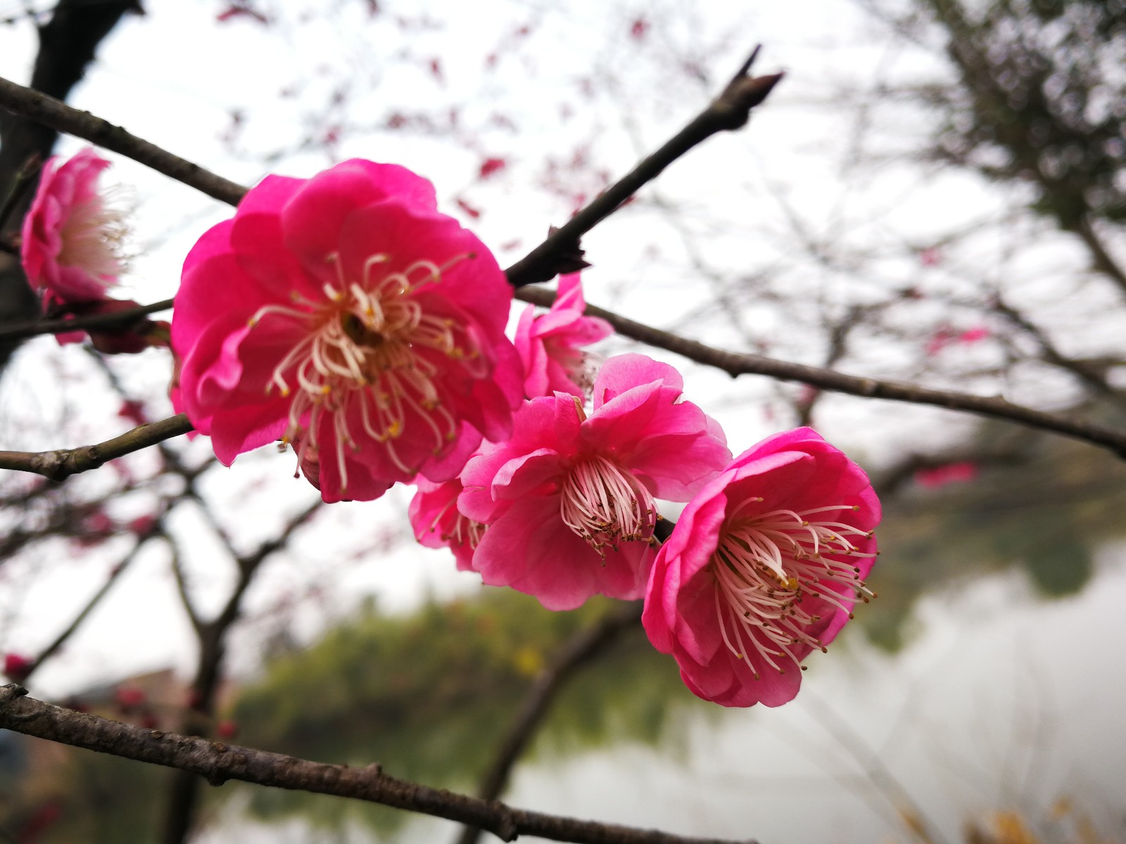 花开了花谢了_一枝花_花的学校