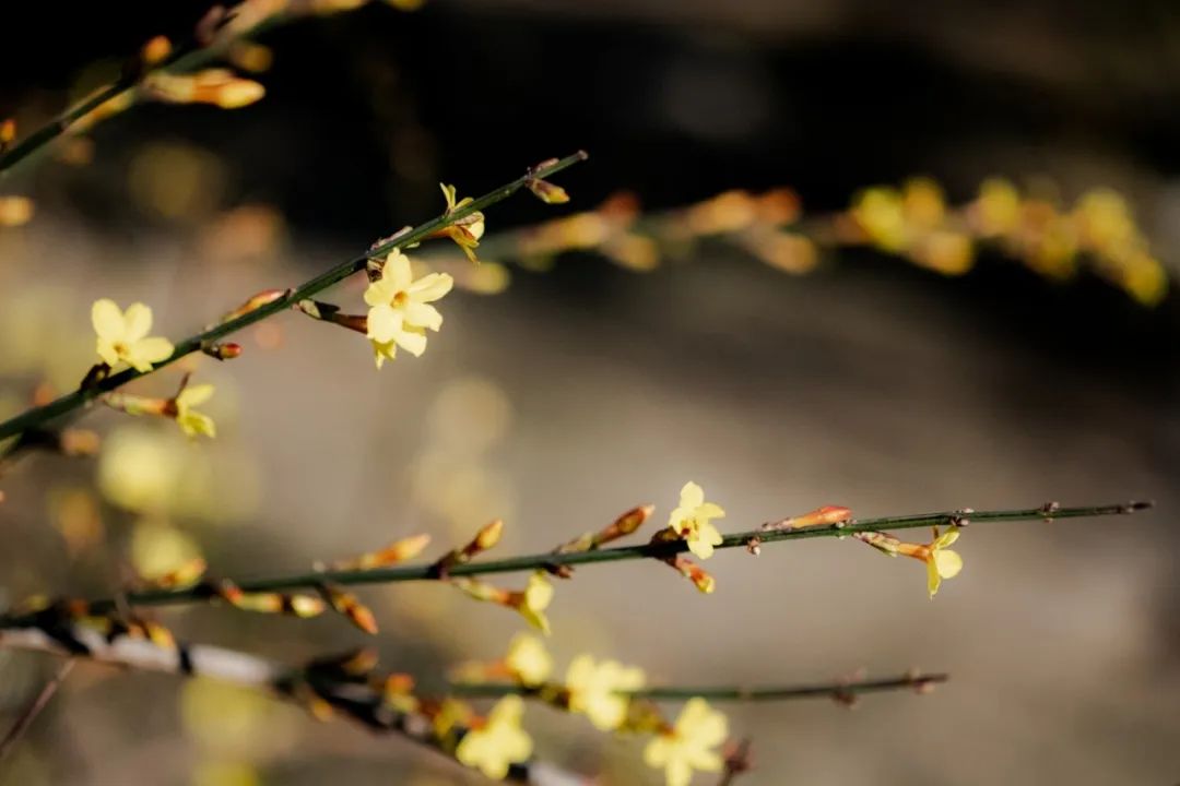 花的学校_一枝花_花开了花谢了