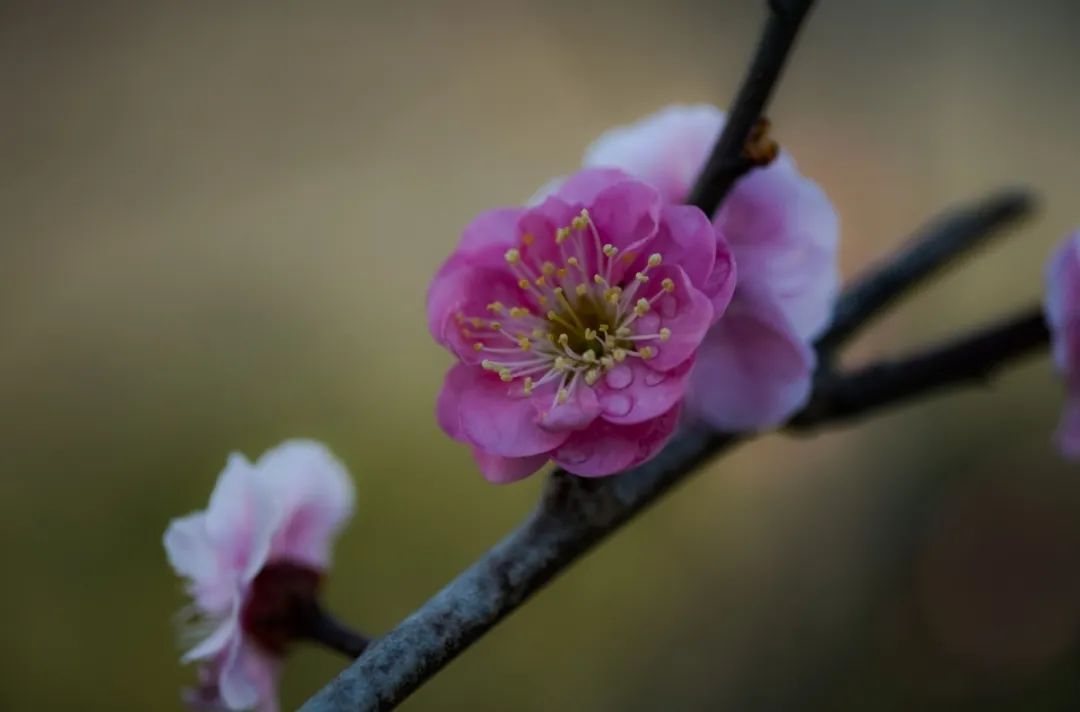 花开了花谢了_一枝花_花的学校
