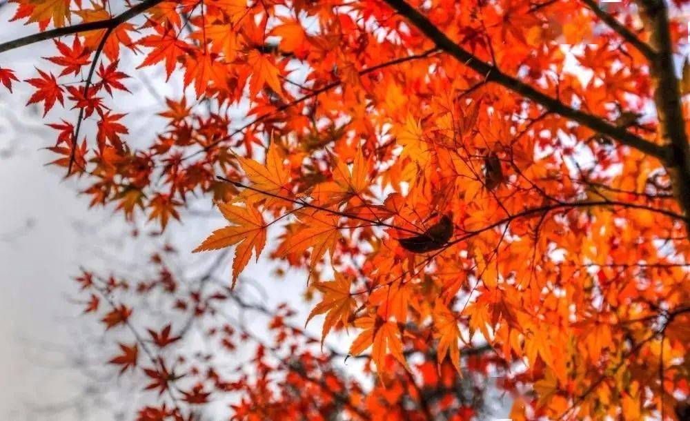 一枝花_花的学校_花开了花谢了