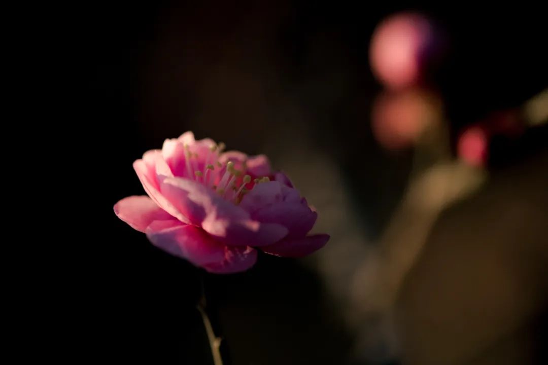 花的学校_花开了花谢了_一枝花