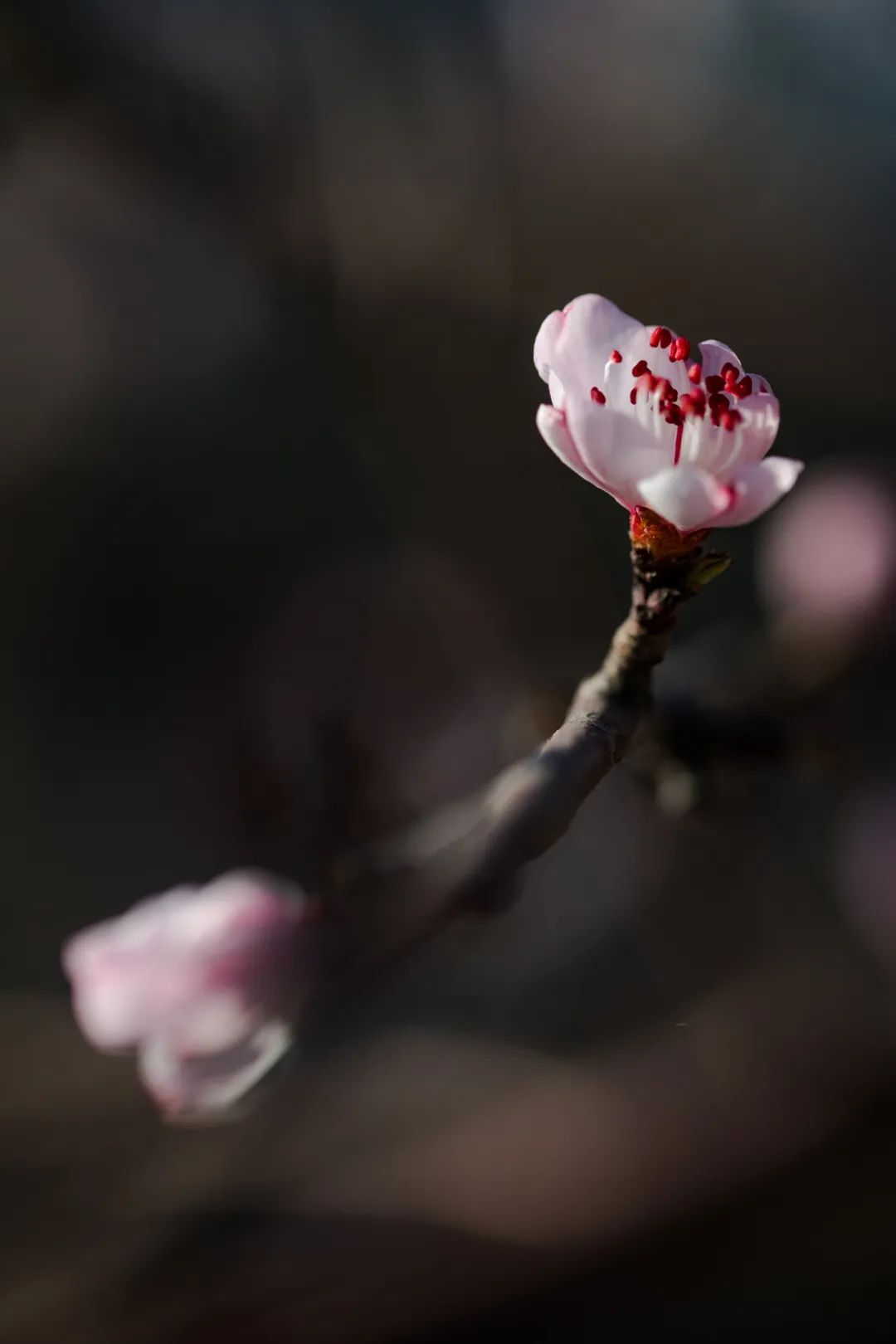 花开了花谢了_一枝花_花的学校